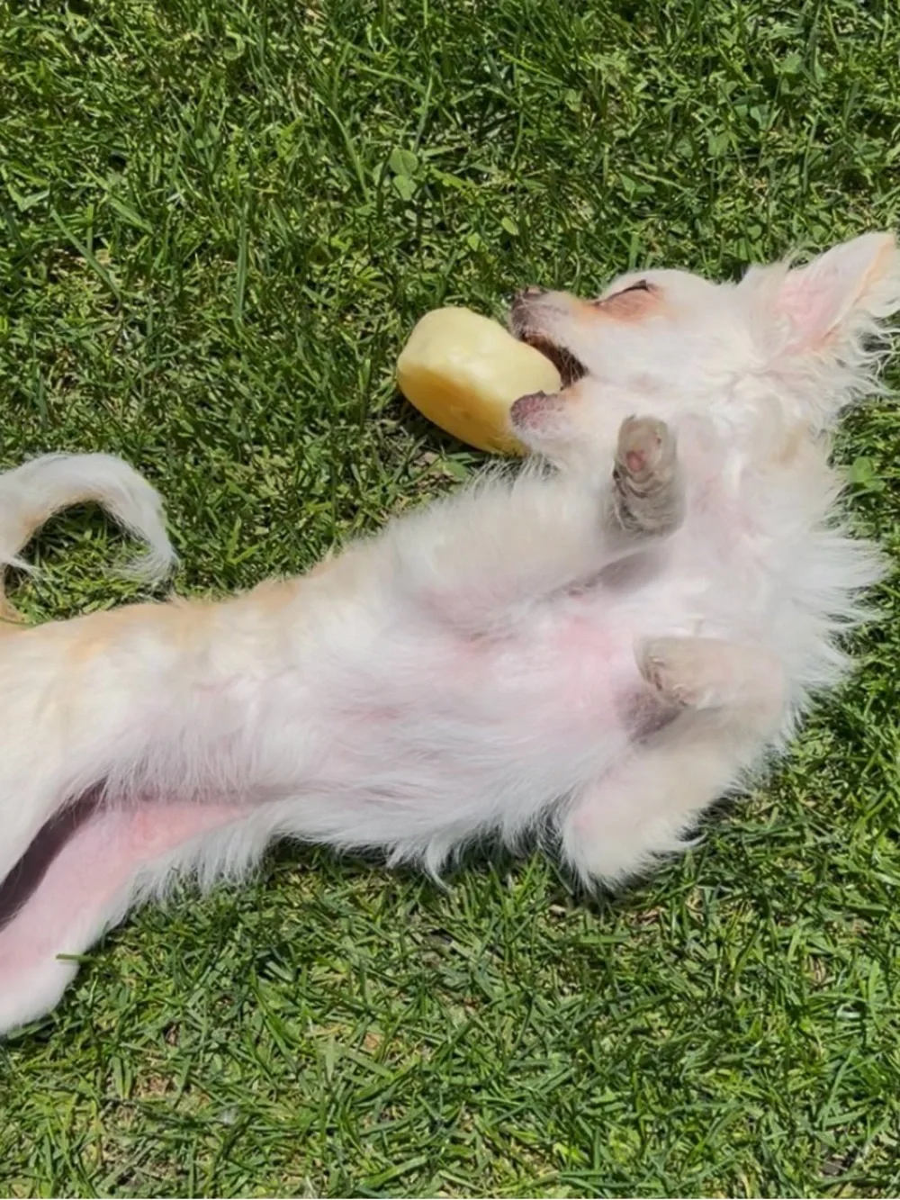 Mini Biscuit & Drumstick Vinyl Dog Toy - Tan & Cream